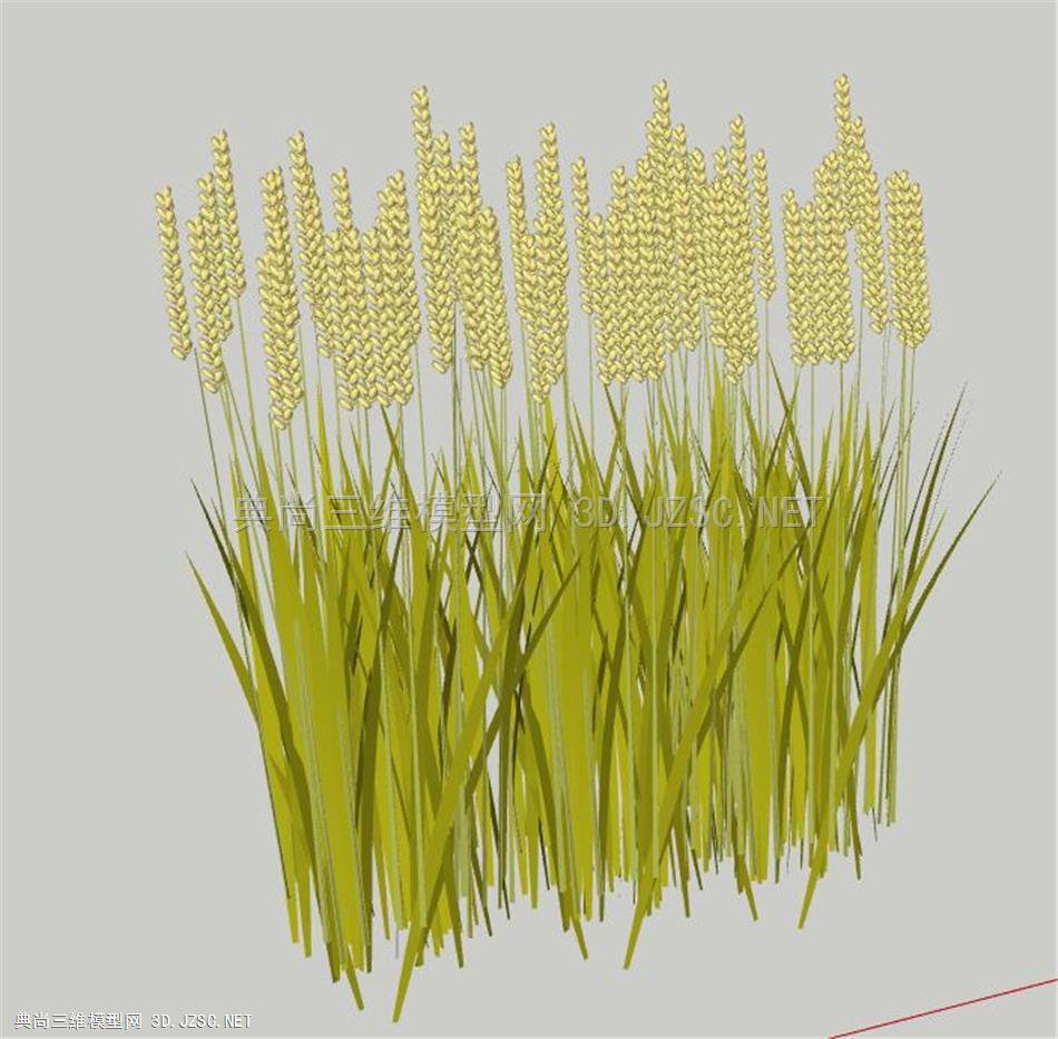 植物模型-水稻稻谷丛稻穗