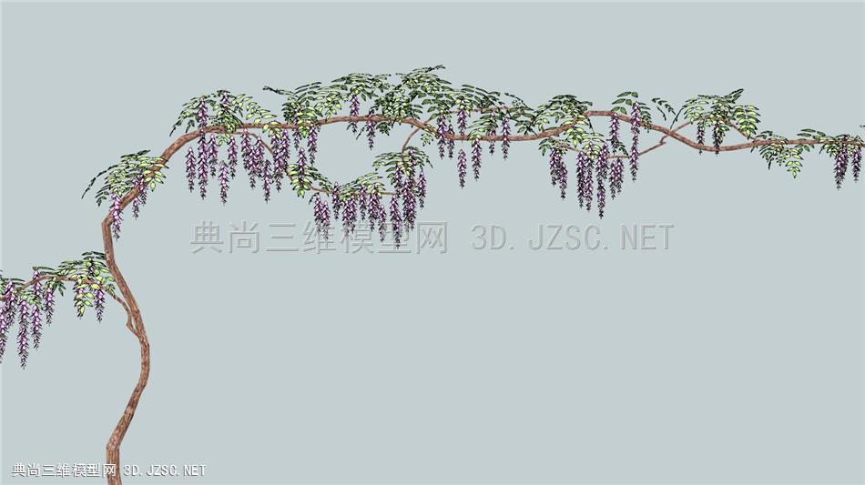 3D植物紫藤