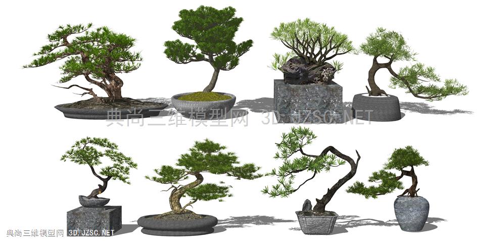 新中式松树植物盆栽 迎客松 景观松树 原创