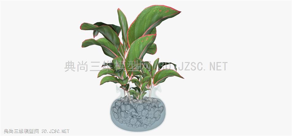 现代风格装饰植物盆栽 (77)