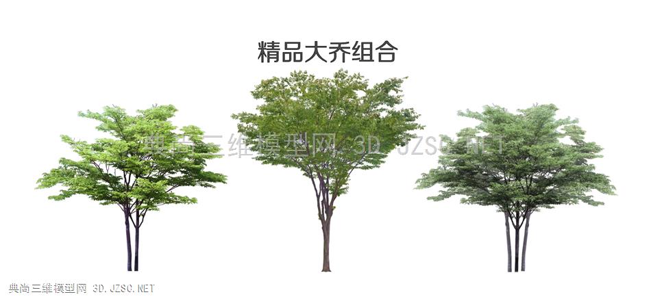 现代植物乔木大乔 大树 造型树 背景树