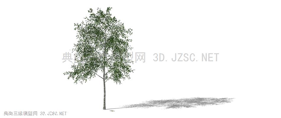 白桦树（birch） 画 迷雾 植物 其他