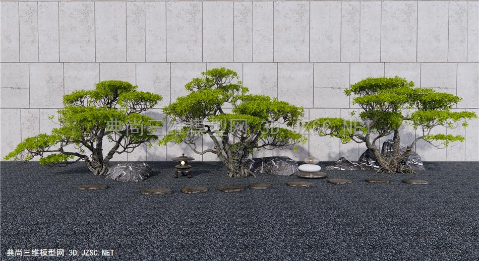 新中式造型松树 景观树 石头 景观石