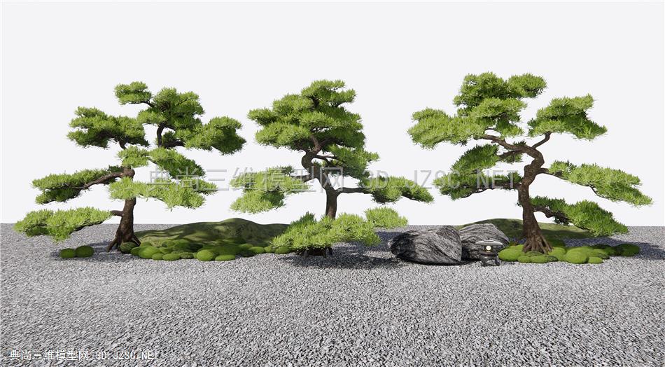 新中式庭院造景松树 景观树 乔木