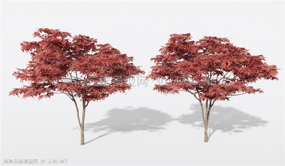 日式红枫造景树 景观树 庭院专用红枫 乔木