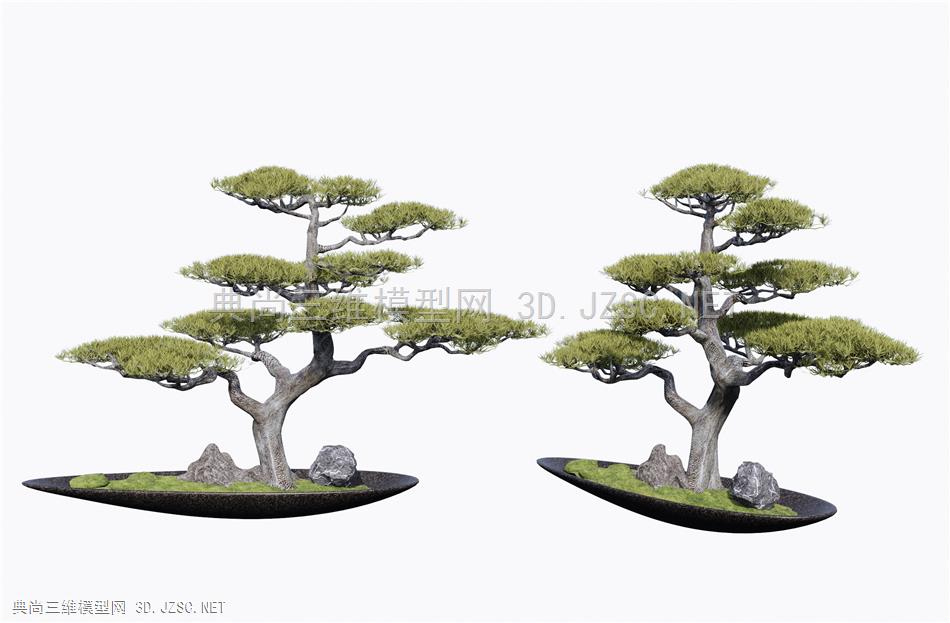 新中式松树盆栽 盆景 松树