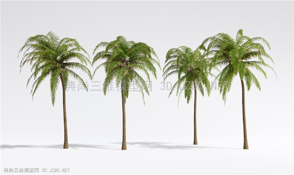现代椰子树 景观树 热带造景树